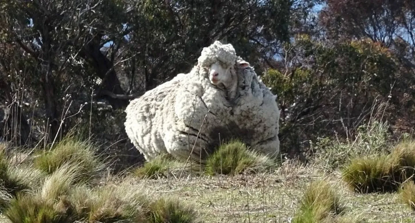 Lammas Chris.