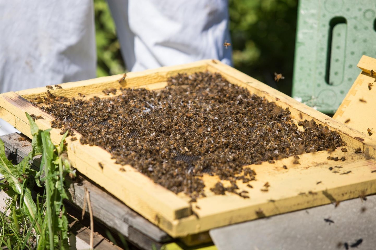 Eelmisel aastal hukkusid Injus mitmed mesilased, tänavu on registreeritud esimene analoogne juhtum Lääne-Virumaal, loodetavasti jääb see viimaseks.