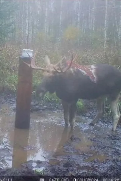 Vigastatud põder Paistu rajakaameras.