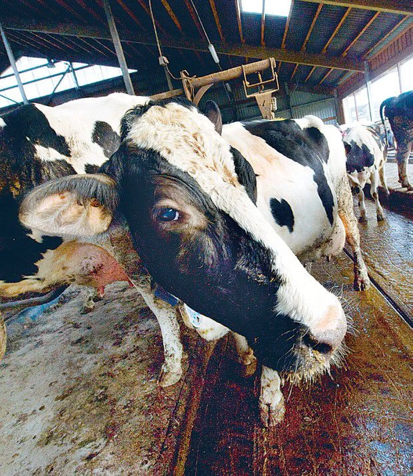 Staarlehm Trilla rekordilist piimaandi tuleb turustada piimatootja jaoks üha raskemates turutingimustes.