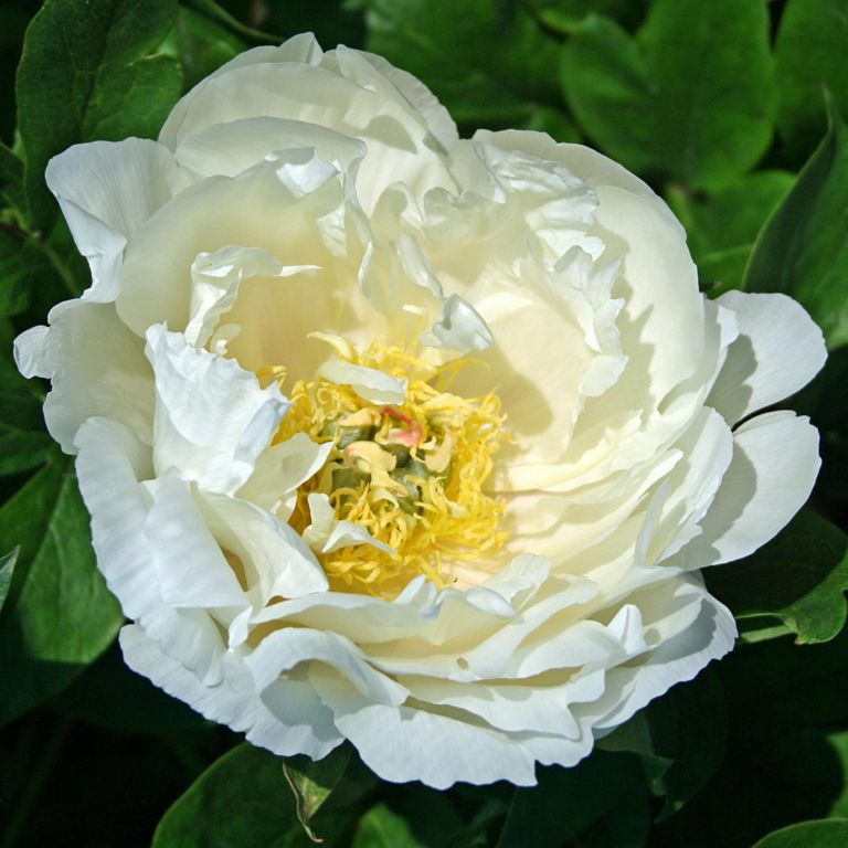 ‘Wout’s White’.