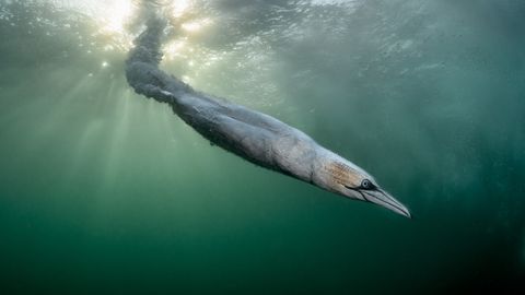 Aasta linnufotograafi auhind läks britile, kuid konkurss jättis Eesti loodusfotograafid külmaks