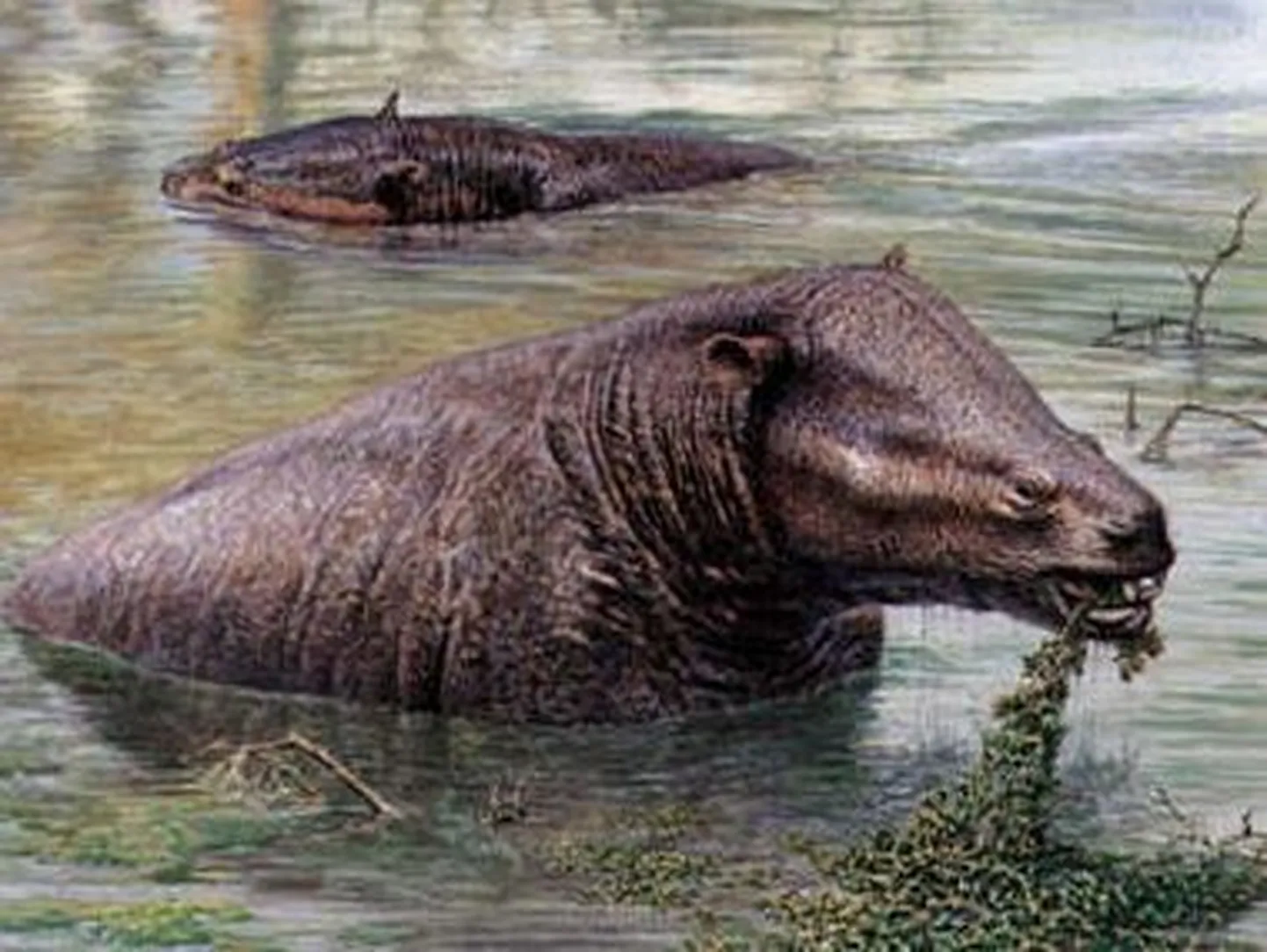 Elevantide eellased Moeritheriumid