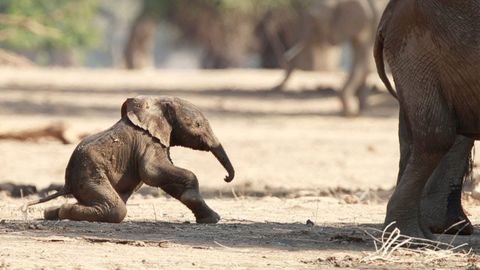 Imearmsad kaadrid: vastsündinud elevandipoeg ei suuda parima tahtmisegi juures püsti püsida
