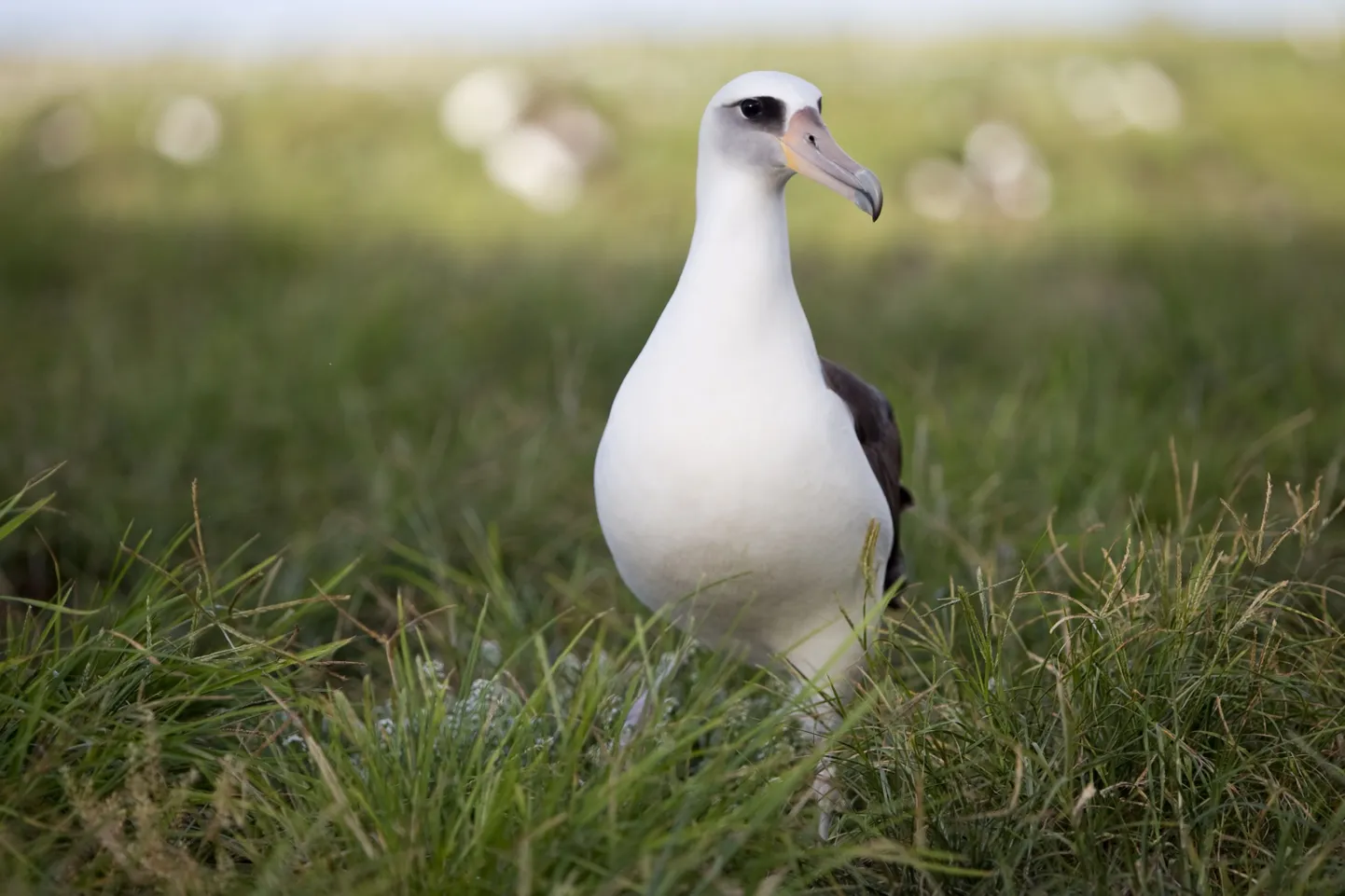 Albatross