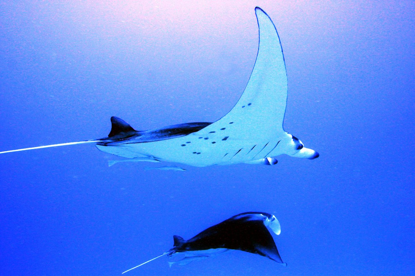 Cephalopterus manta, kelle kujust veealuste tuulelohede disainimsel inspiratsiooni ammutati, Bora-Bora saare ümbruses ujumas.
