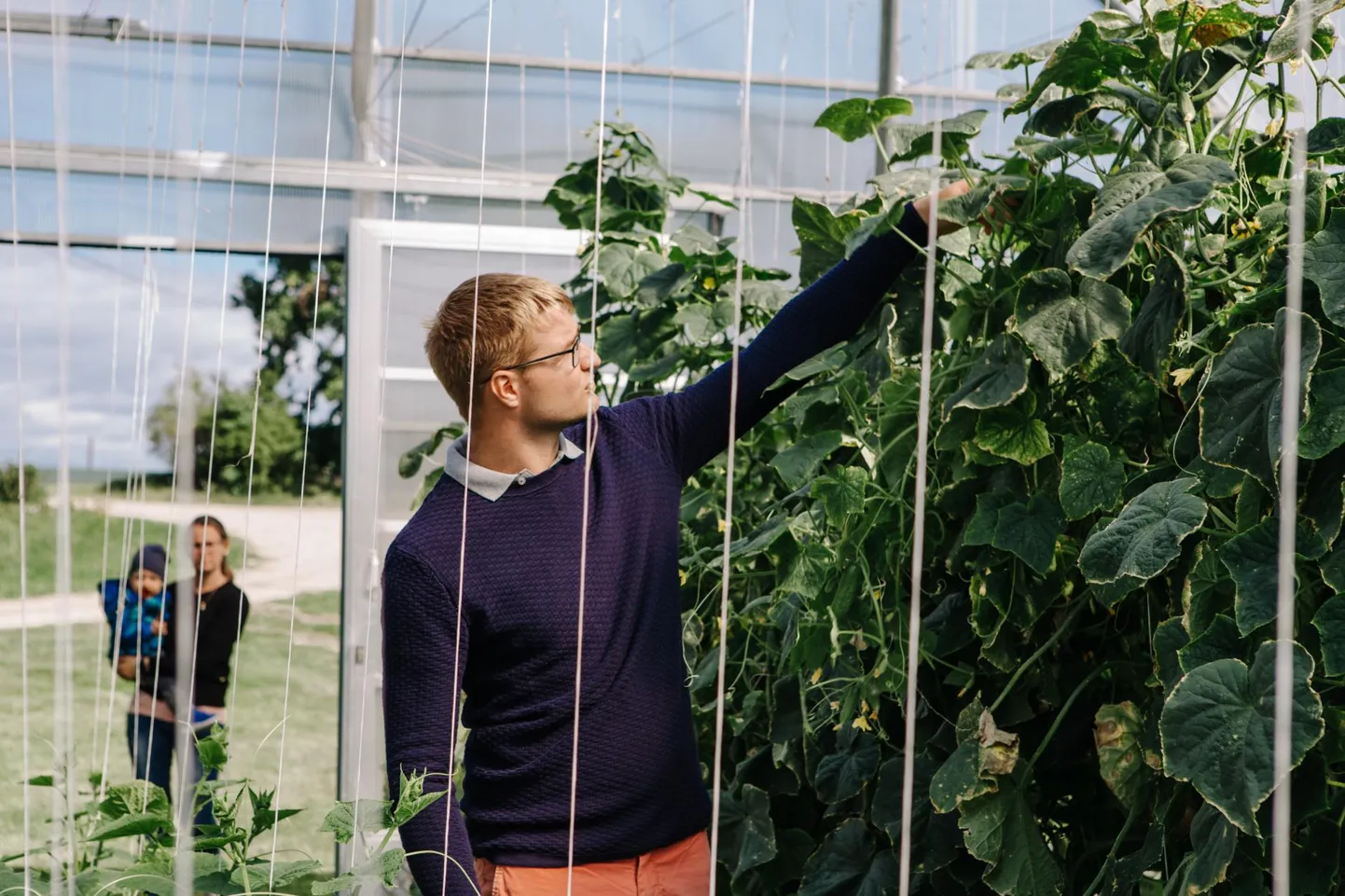 Jüri Laur jõuab aastas kasvatada kaks ringi kurke.