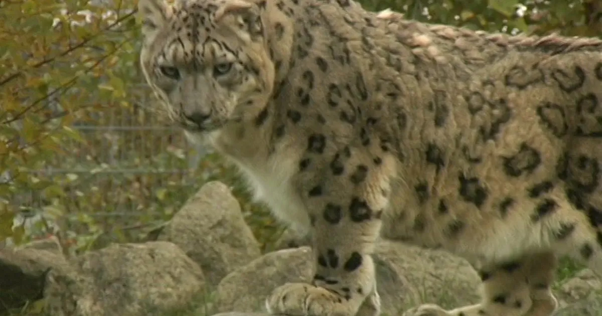 Tallinna loomaaias tähistati lumeleopardipäeva