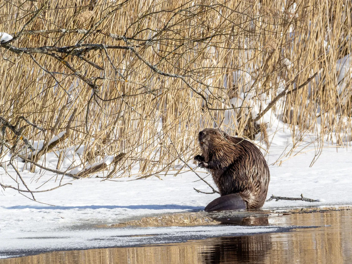 Kobras on tulnud jääle pajuoksi noolima.