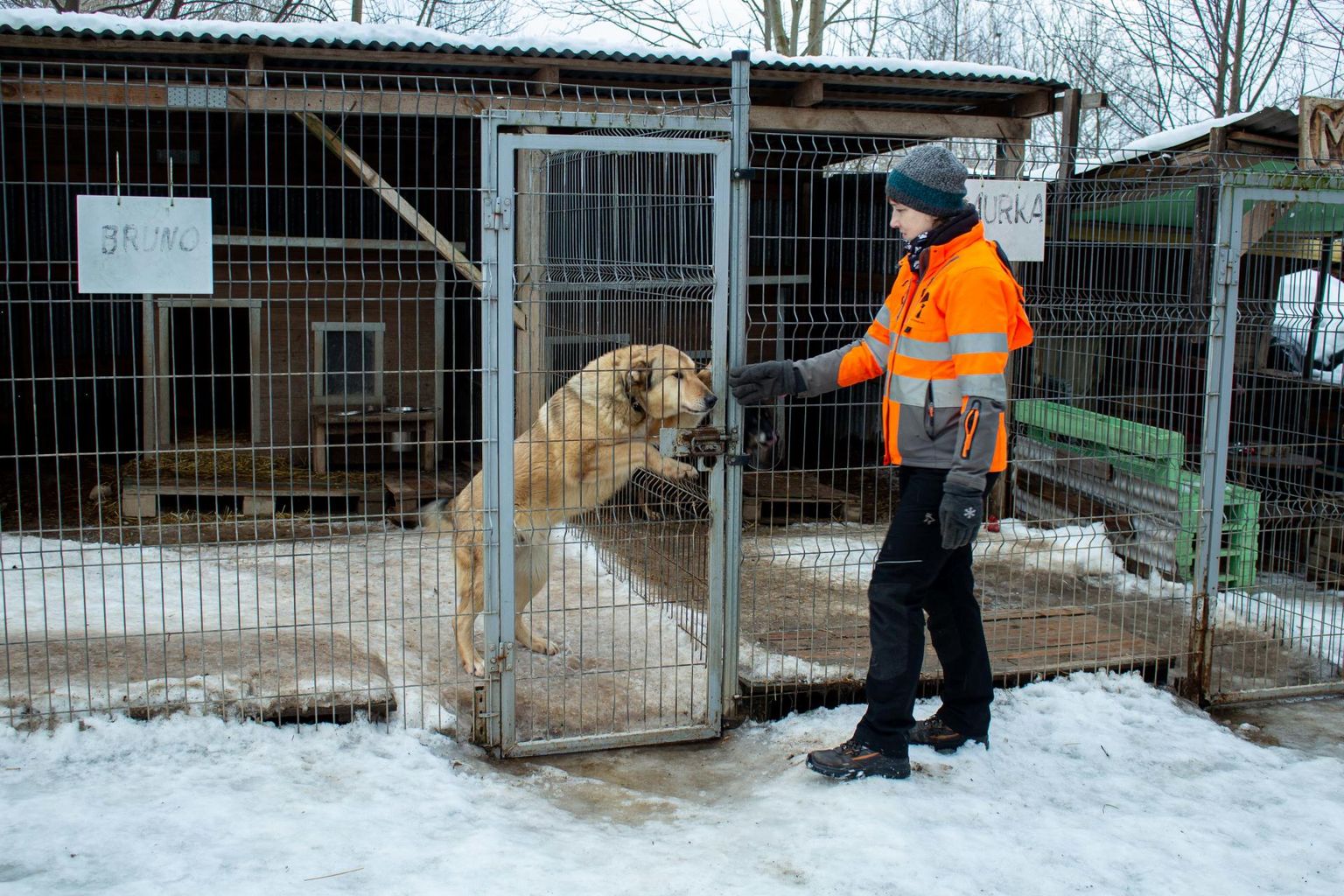 Valga varjupaika, kus tegutseb ka loomade heaolu spetsialist Riina Kond, tuleb Läti loomade lisandudes laiendada, kuna praegugi pole hoolealuste mahutamisel ruumiga priisata.