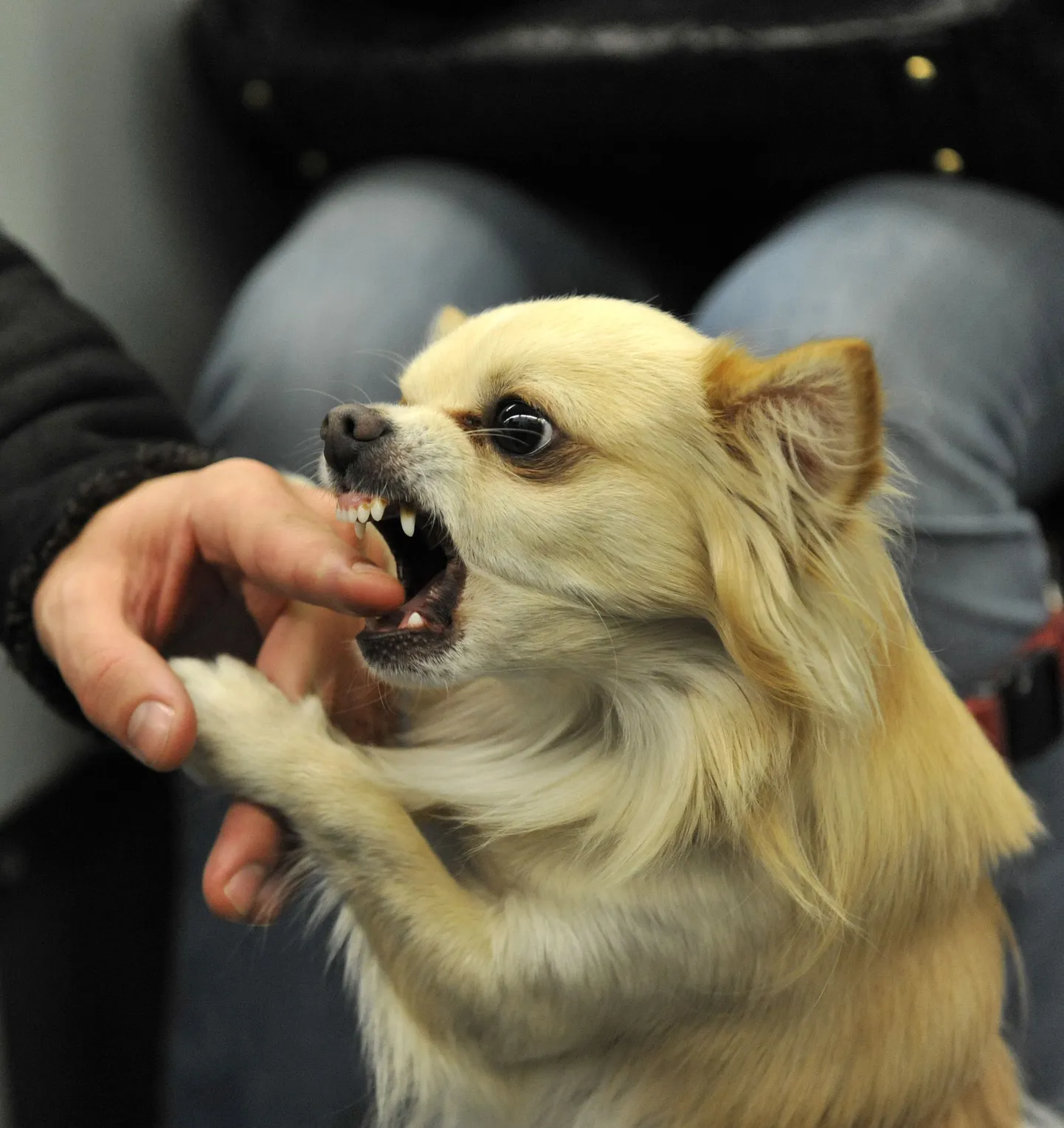Chihuahuad toitusid inimlihast