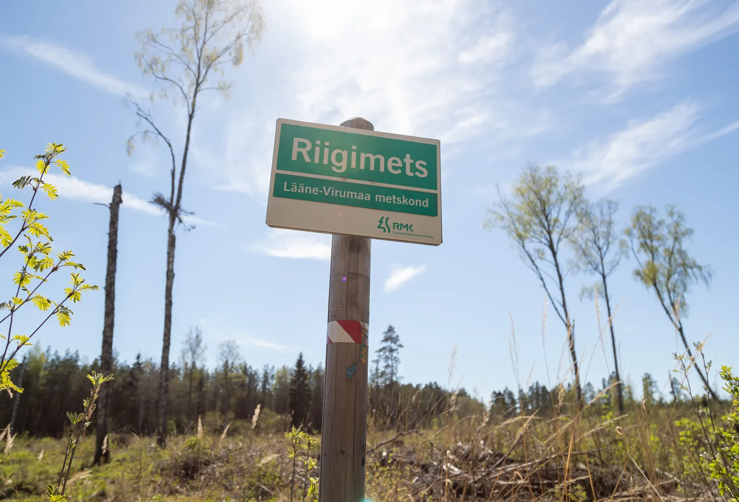 Tallinn, 11.05.2018
Lageraie riigimetsas. RMK

Clear-cut forest on state forests.
FOTO: MIHKEL MARIPUU/EESTI MEEDIA