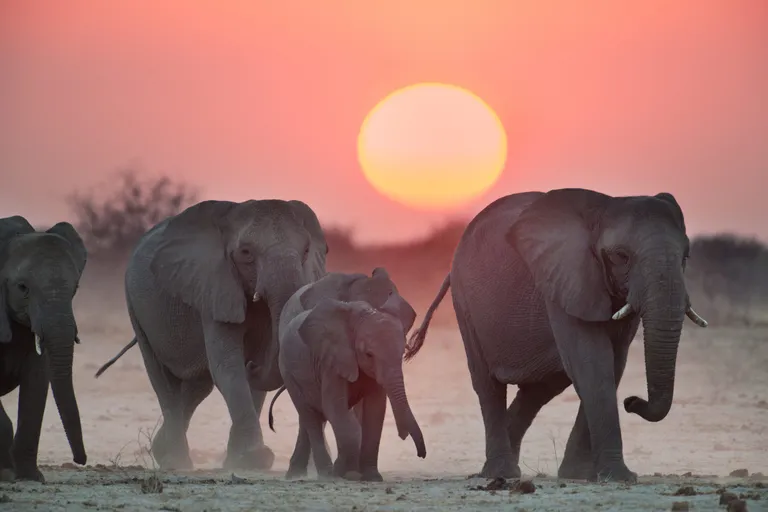 Namiibia/Scanpix
