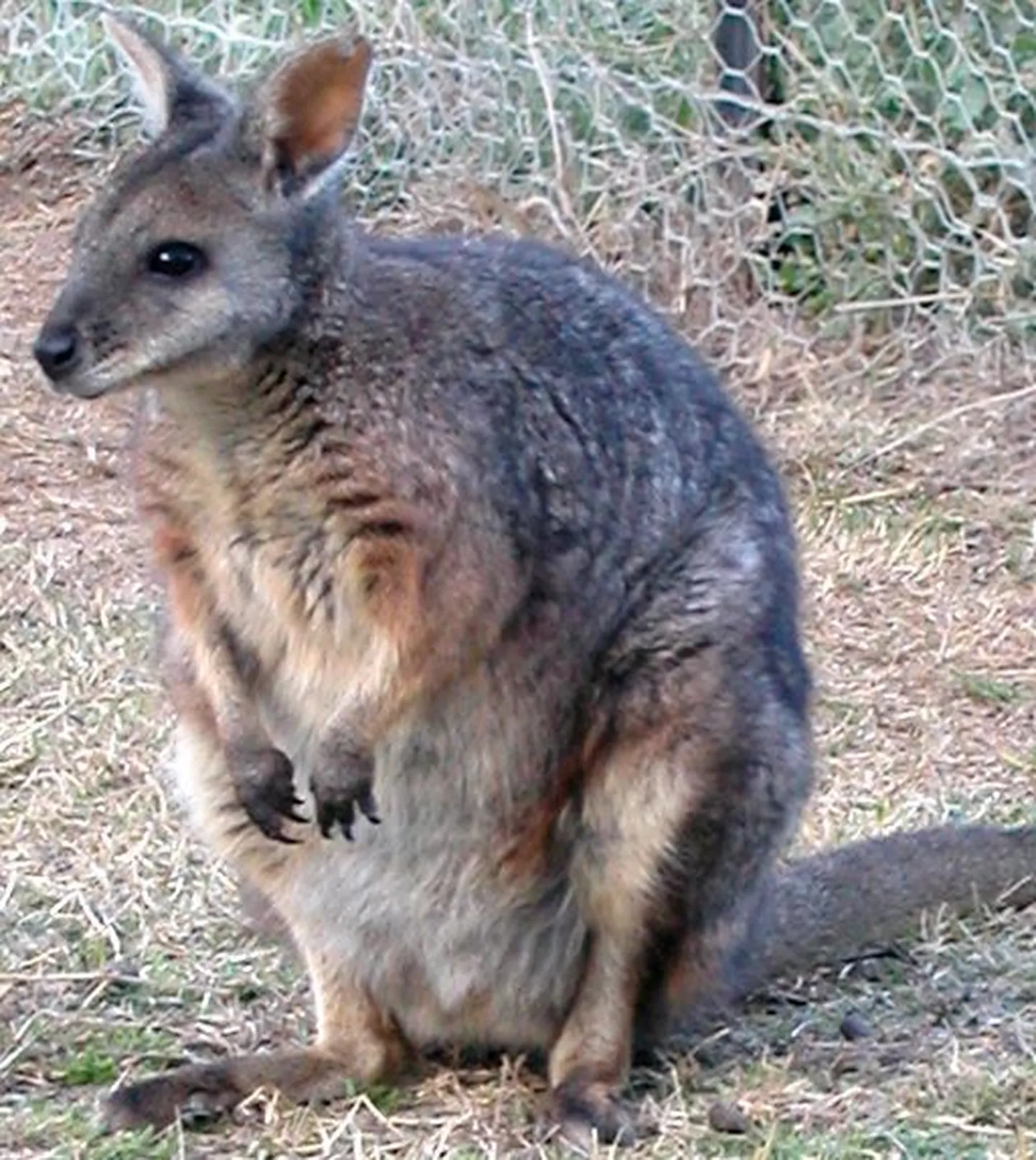 Vallabi