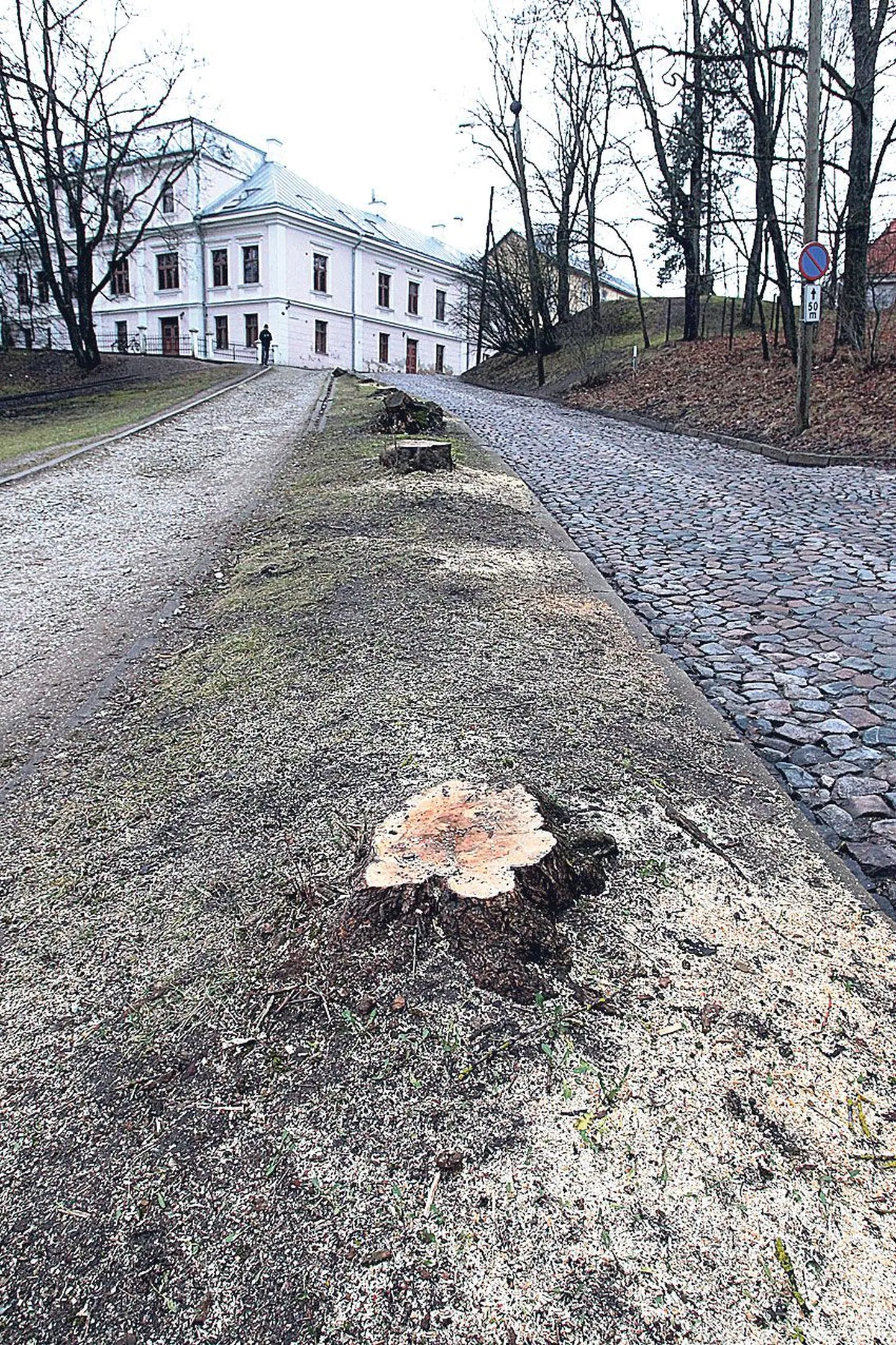 Oru tänaval võeti aasta lõpul maha puud.