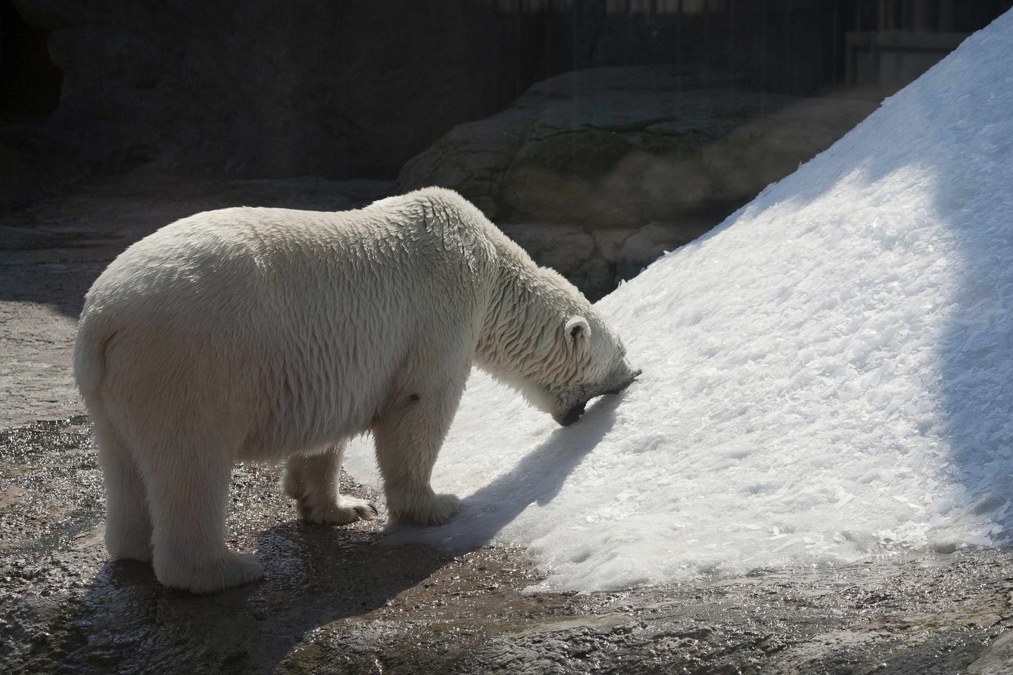 Moskva loomaaia jääkaru maiustab tehislumega suvise kuumalaine ajal tänavu juulis.