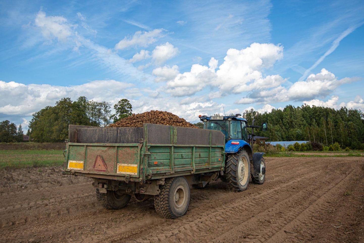 Lääne-Virumaa põllumehed on juba nädala jagu päevi kartulivõtuga tegelenud.