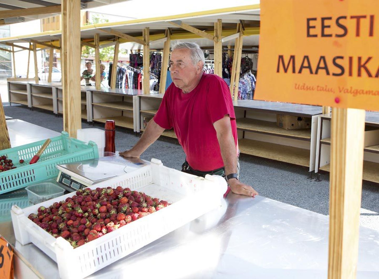 Valgamaal asuva Udsu talu peremees Heino Ilisson jõudis eile Viljandi turule 40 kilo maasikatega. Kõik need on valminud Valga- ja Viljandimaa piiril asuva oru nõlval.