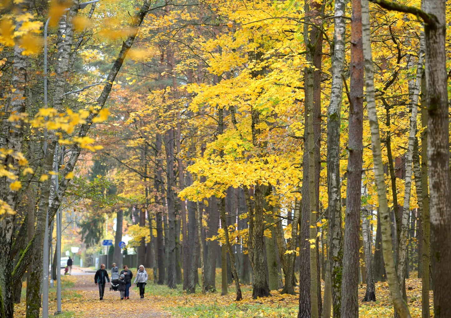Rudens Imantā.