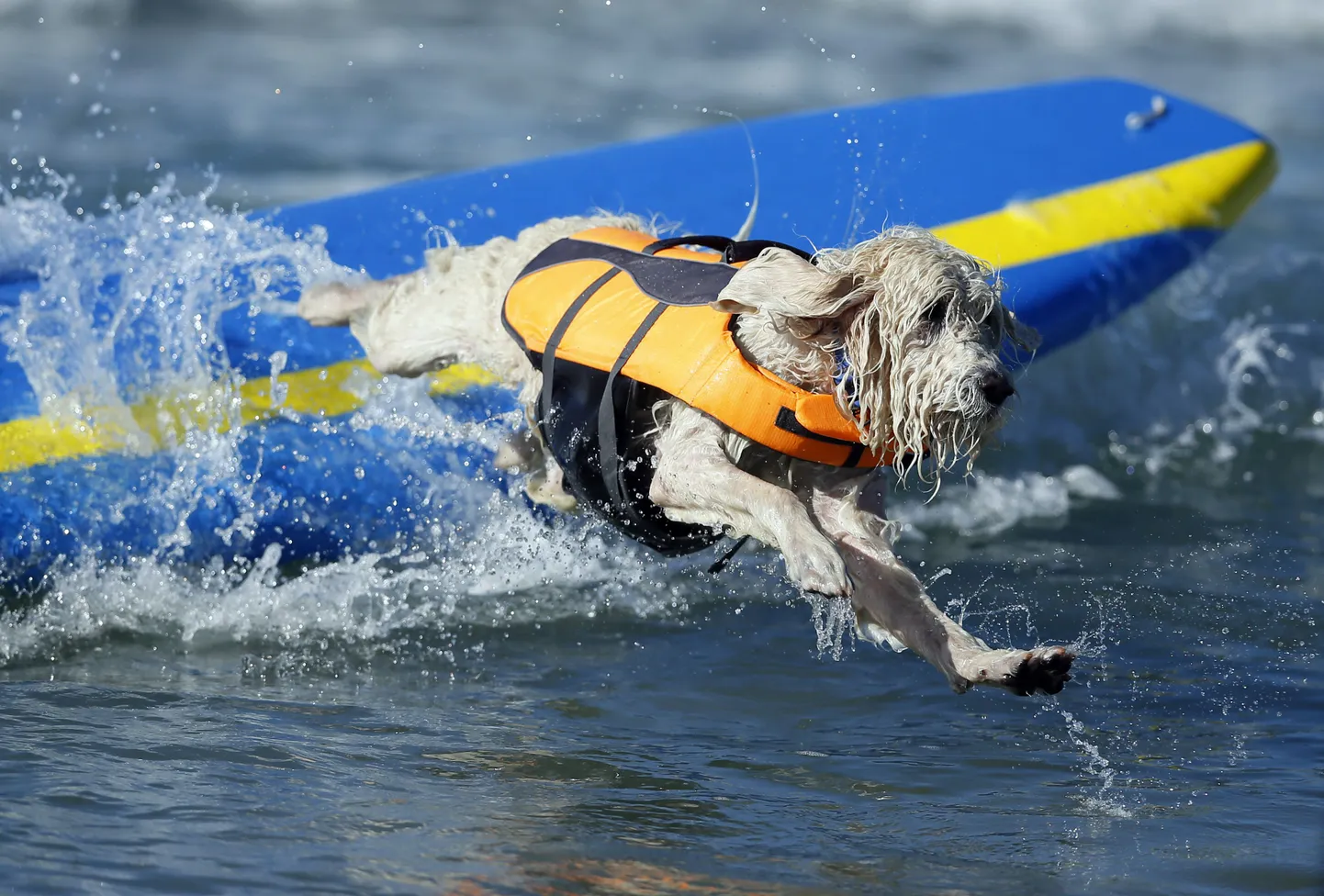 Surfarist koer.