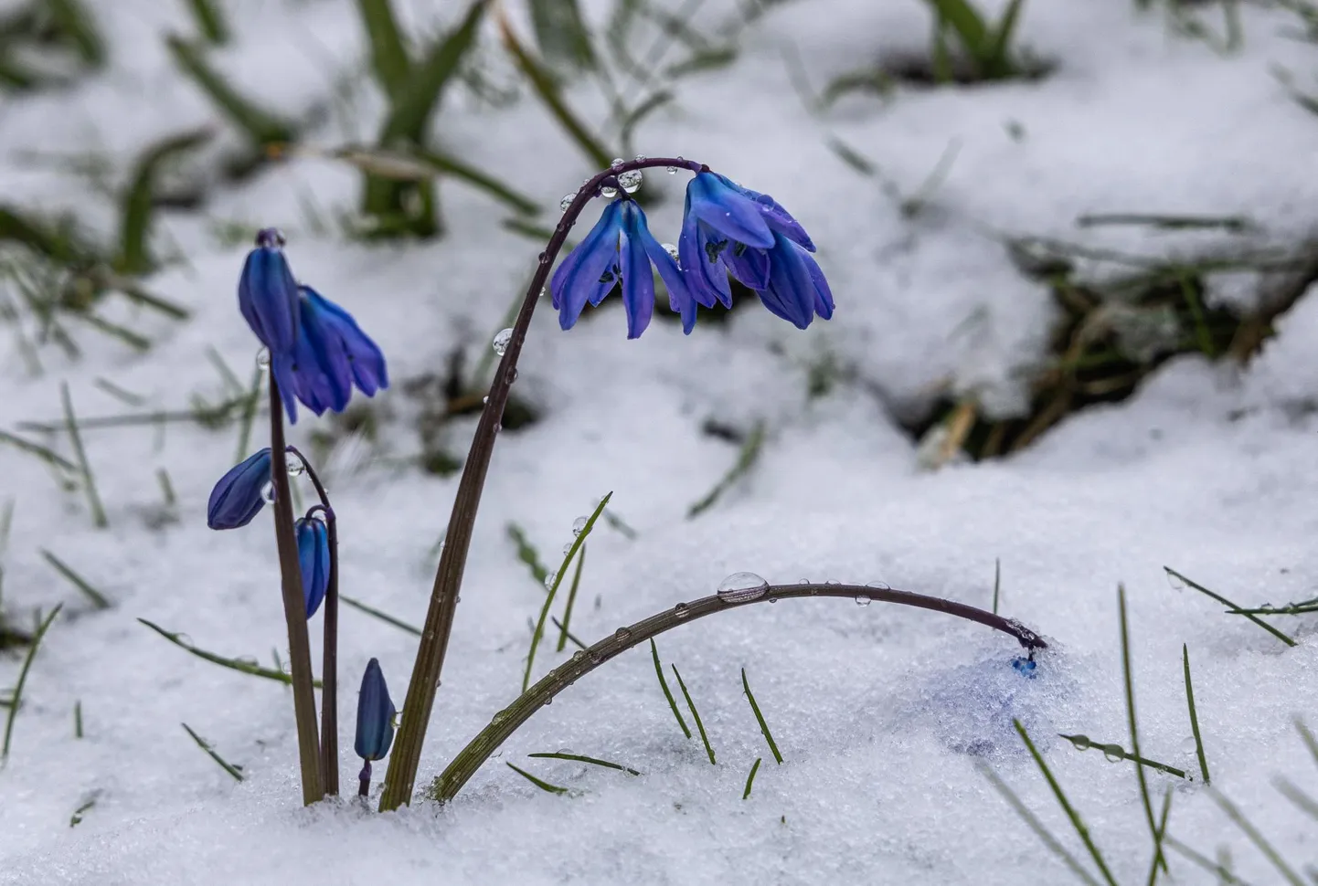 Tujukas aprill võib pakkuda nii suveväärilisi hetki kui pigem talvele omast ilma. See pilt on tehtud 9. aprillil.