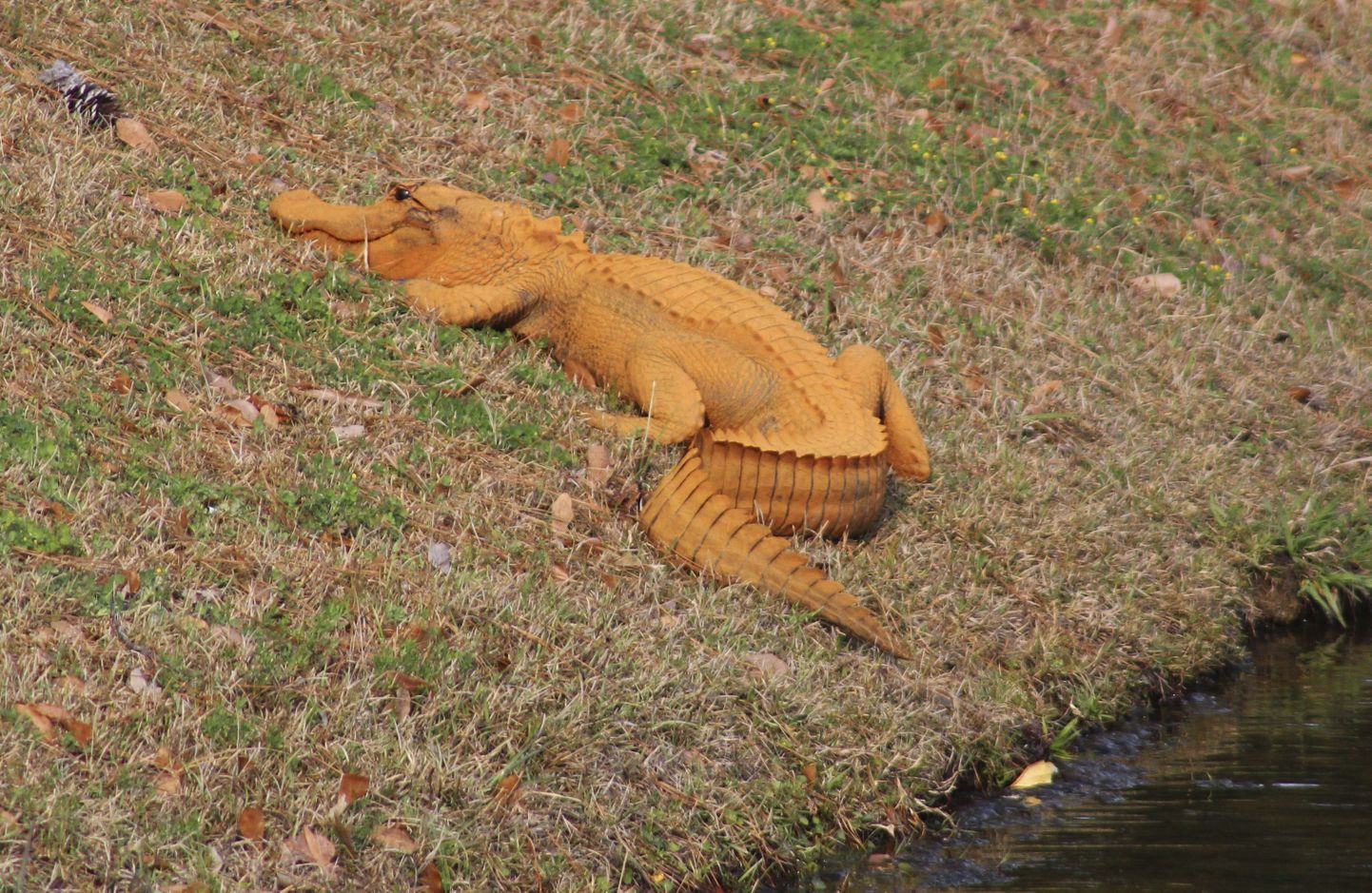 Oranž alligaator