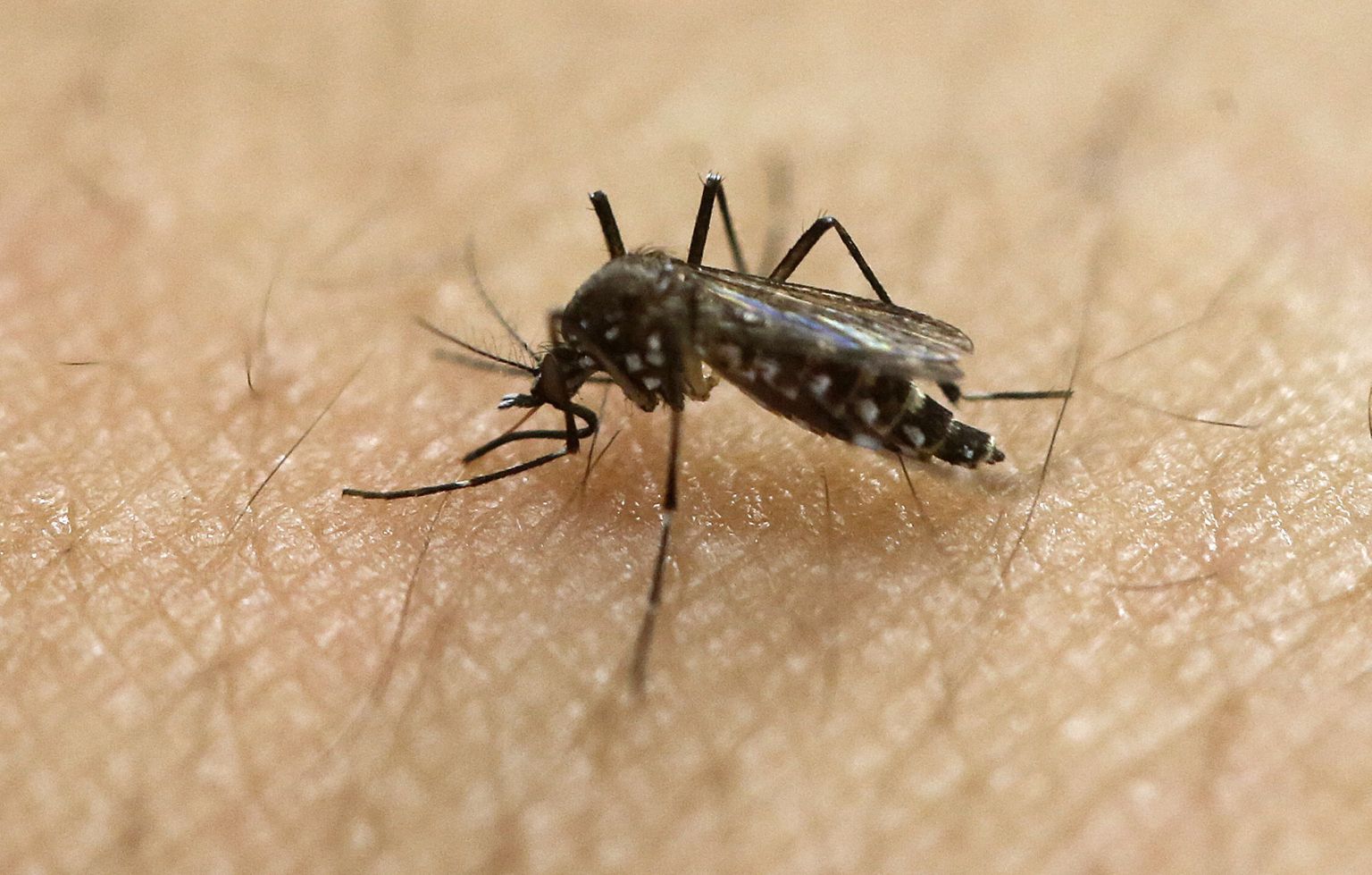 Zikat levitab sääseliik Aedes aegypti.