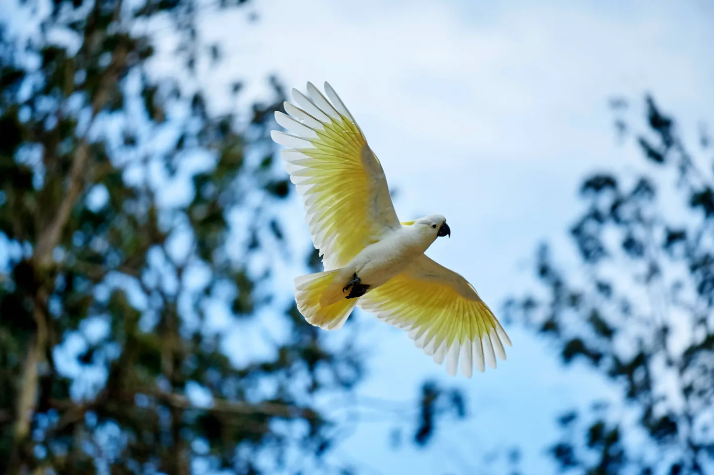 Kakaduu Austraalias, Victoria looduspargis. Pilt on illustreeriv.
