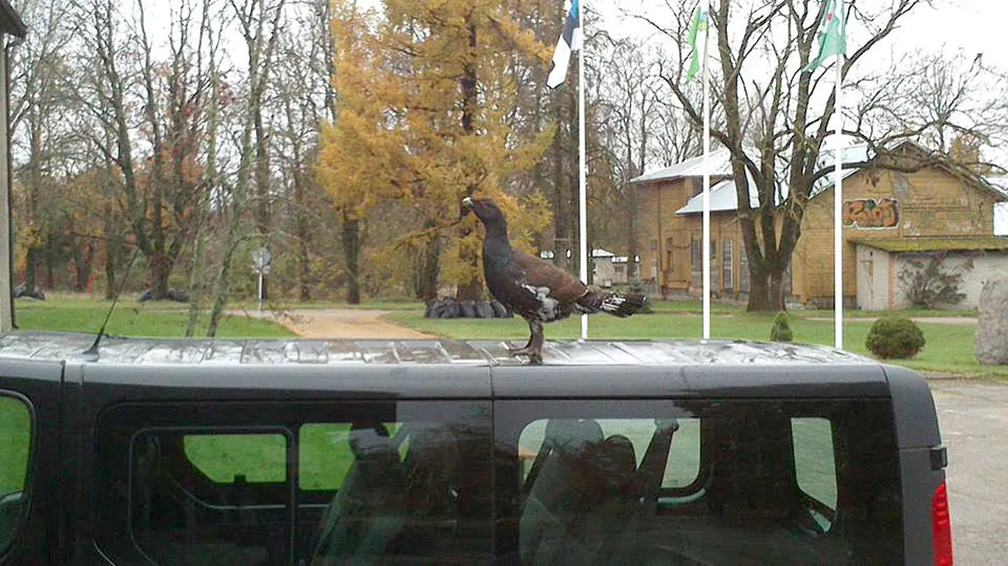 Laiuse põhikooli juures askeldanud metsisekukk vaatas üle ka autode katused.