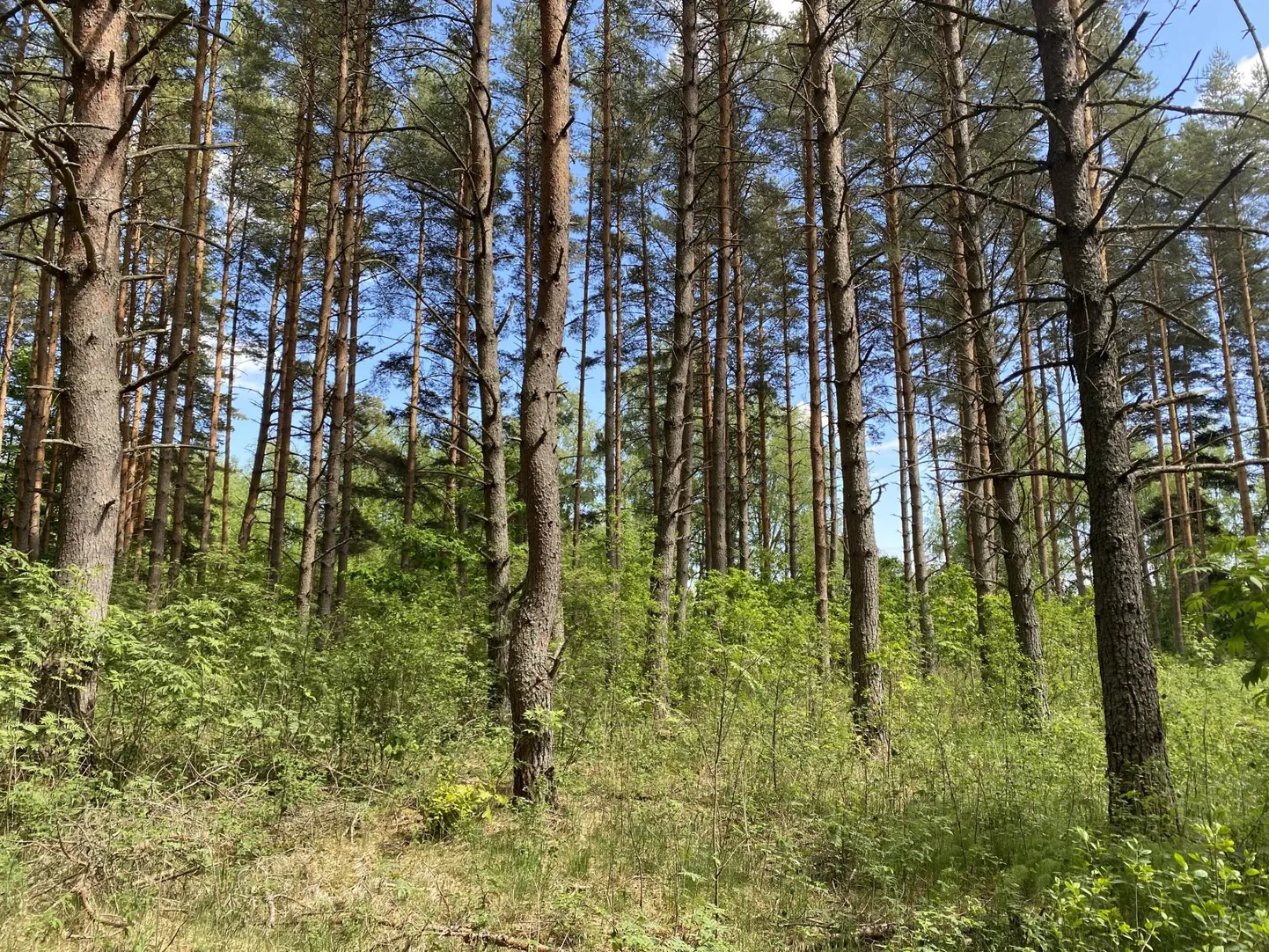 Kõveraks kasvanud võõrpuud Tartumaal Järvseljal Eesti Maaülikooli katselapil.