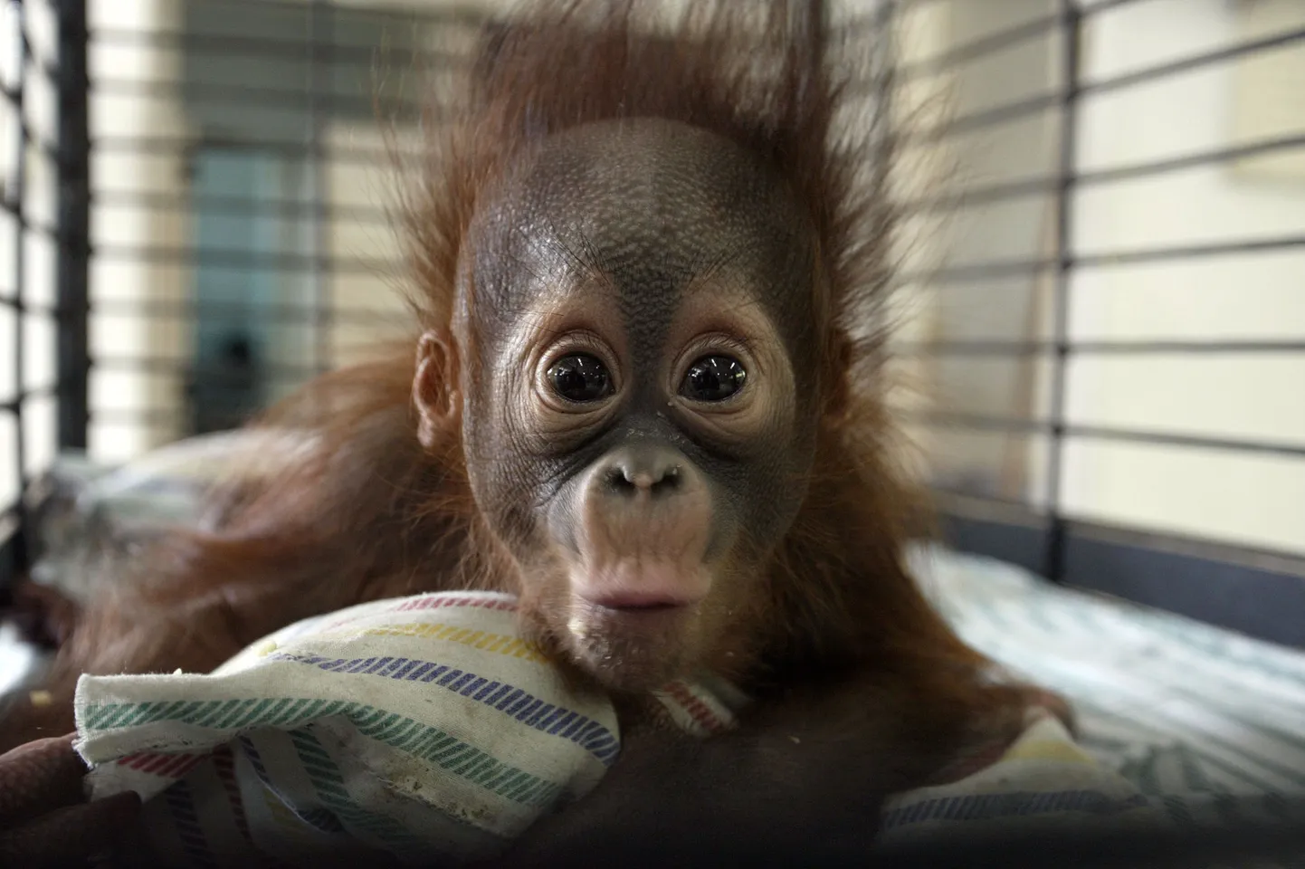 Orangutan