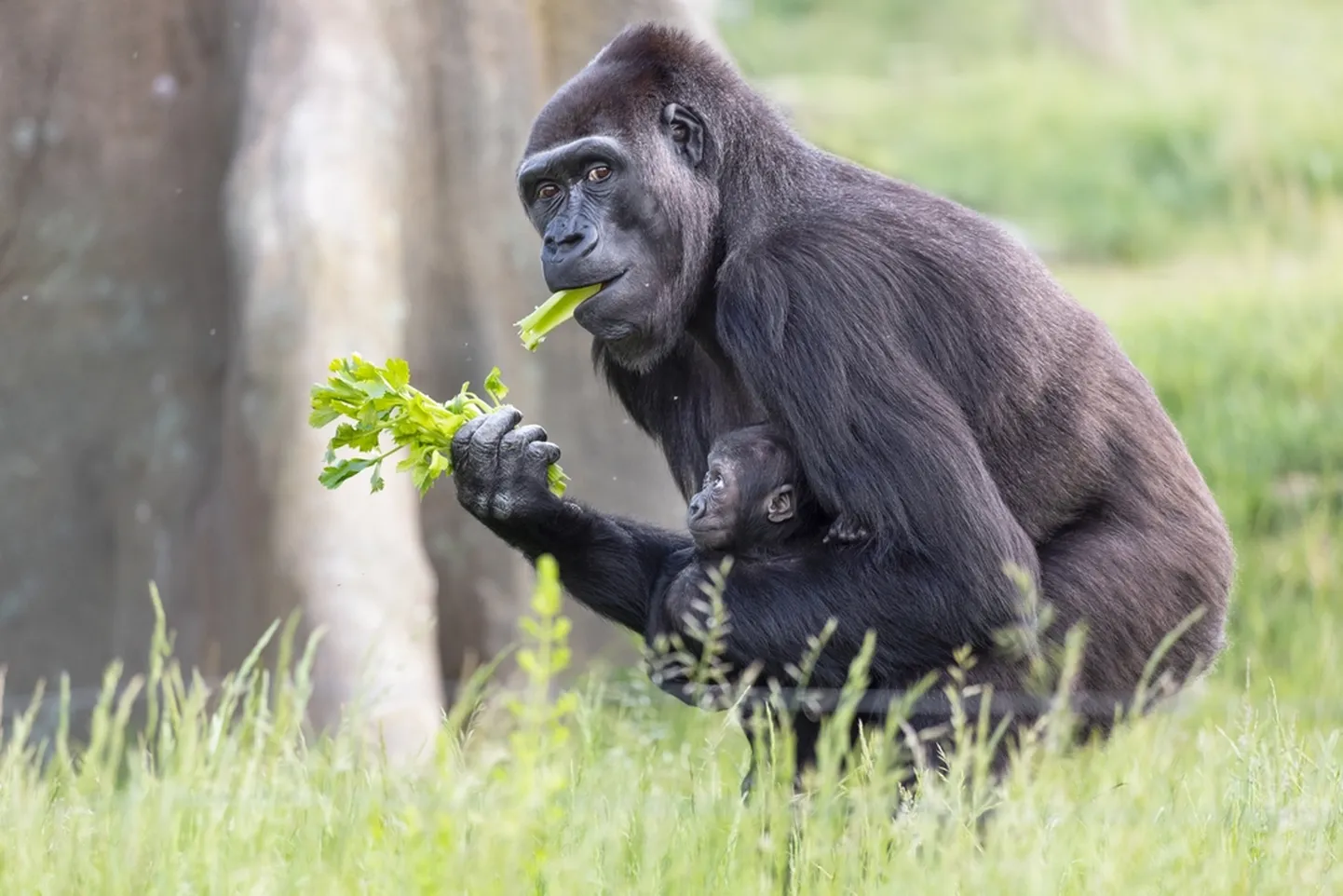 Gorilla