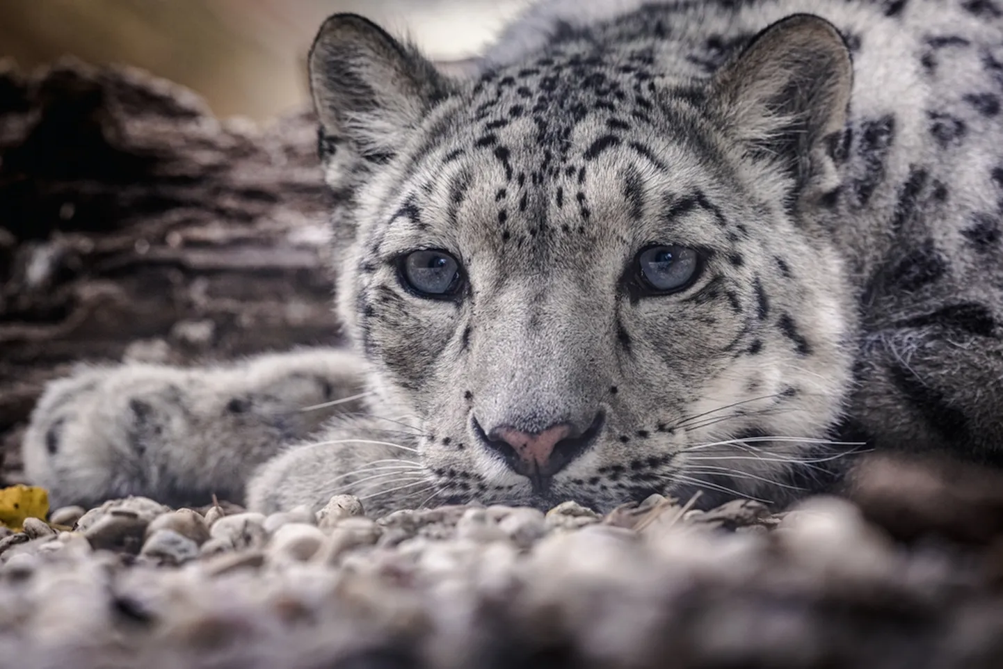 Lumeleopard