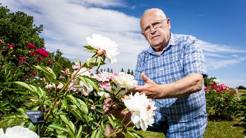 Ühest kingitud pojengist kasvas Anti aeda enam kui kahesaja sordiga õitemeri