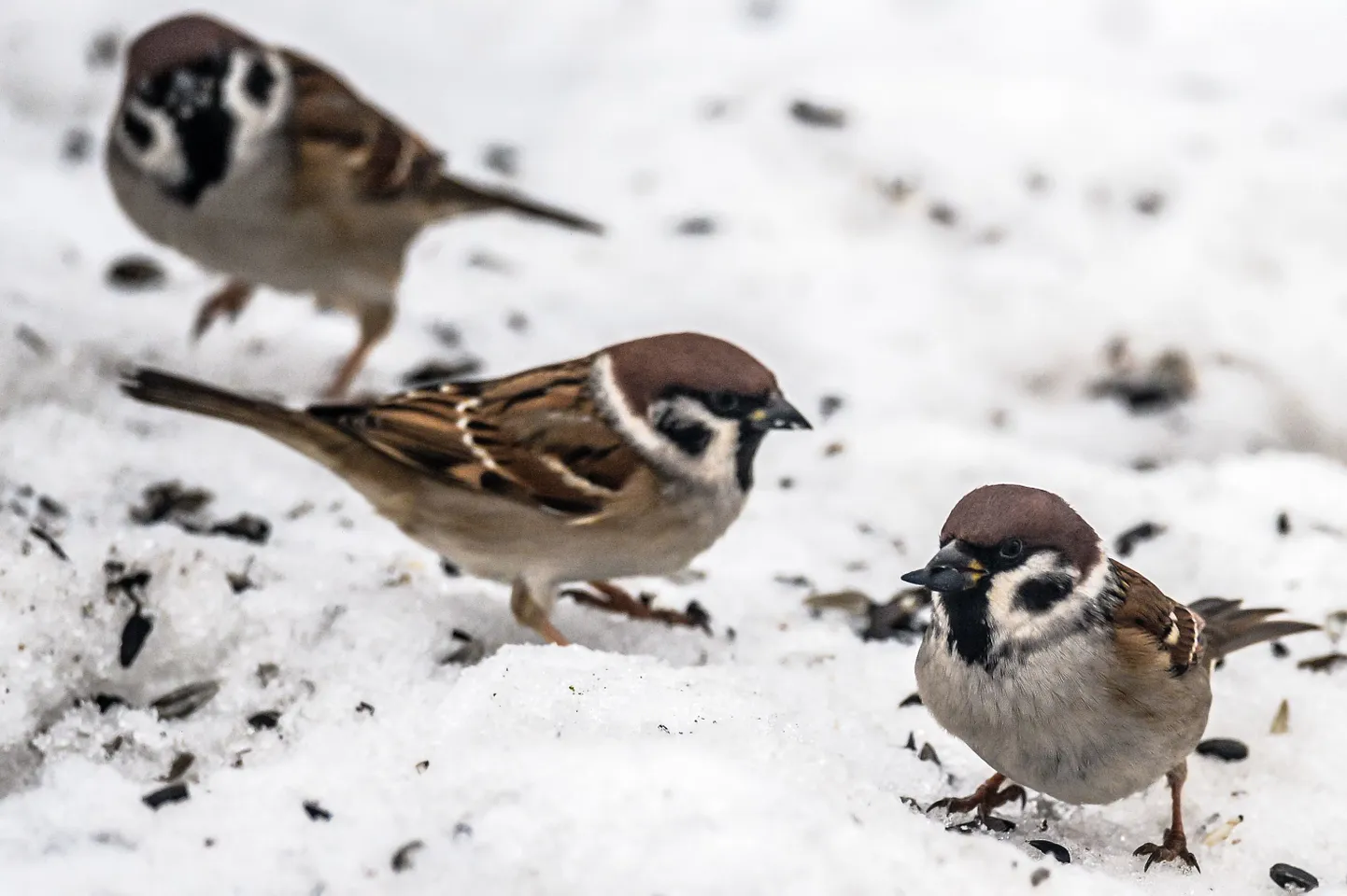3006547 01/02/2017 Sparrows in the Moscow Region. Vladimir Sergeev/Sputnik