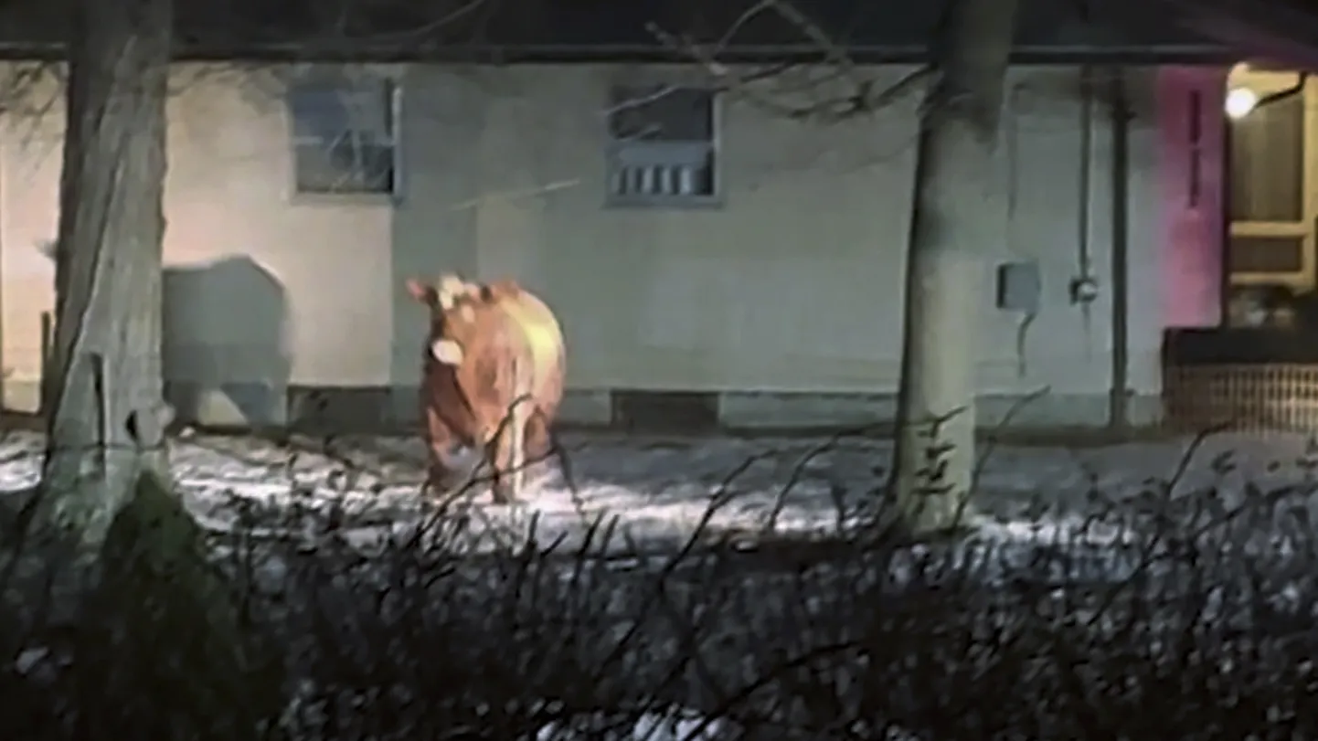 Izbēgušais bullis Rodailendas štatā.
