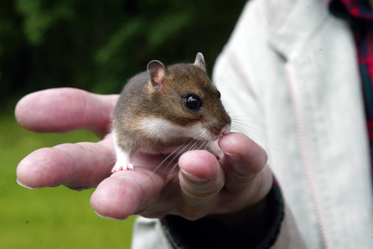 Eversmanni hamster.
