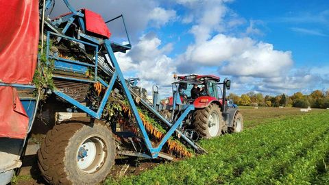Porgandi ja kapsa hind tootjale rõõmu ei tee, küll aga tarbijale