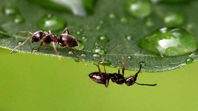 В плане семейной жизни люди находятся на полпути между муравьями и обезьянами