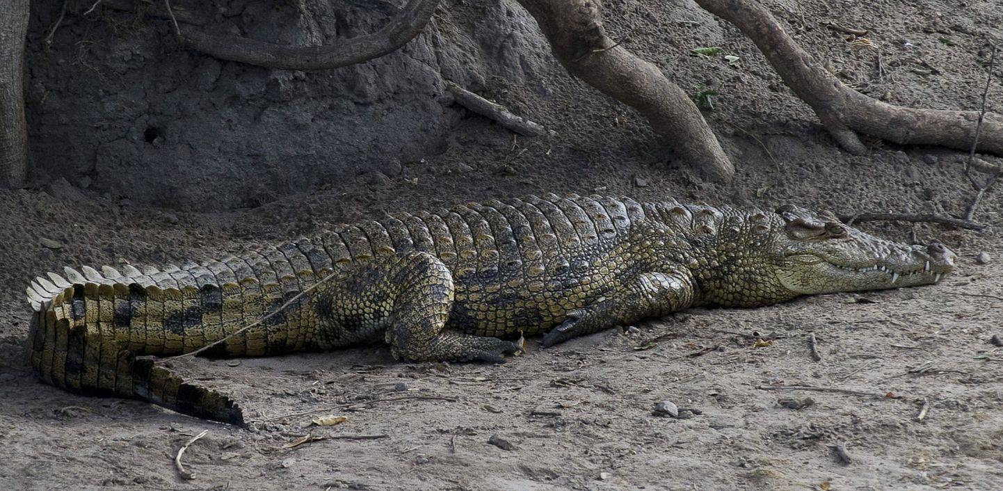 Krokodill Botswanas.