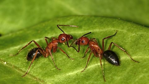 TEINE LIIK INIMESE KÕRVAL ⟩ Sipelgad teevad oma kaaslastele elupäästvaid operatsioone