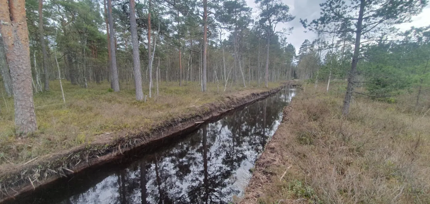 Jõge meenutav pinnasekahjustus Saaremaal.
