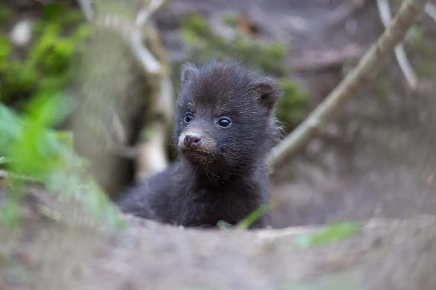 Kiskjad, keda kaamerapildi vahendusel näha võib, on rebane, kährik, metsnugis, karu ja hunt.