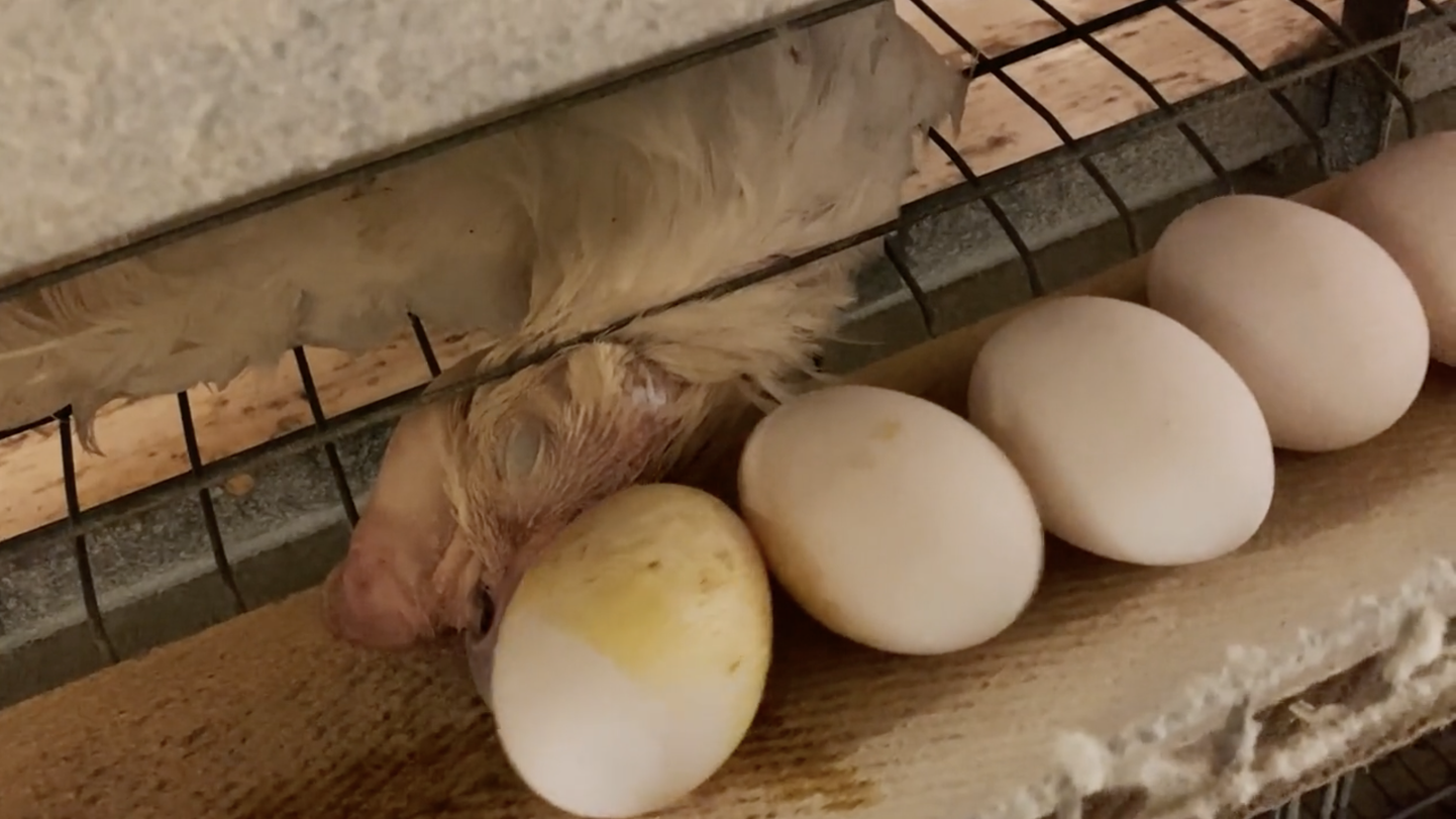 Loomakaitseorganisatsiooni Nähtamatud Loomad agent töötas pikka aega Eesti kolmes suuremas munatootmisfarmis ja tuli tagasi kaadrite ja tähelepanekutega, mis on õõvastavad.