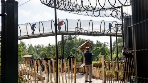 Галерея ⟩ В Таллиннском зоопарке завершено строительство Долины тигров