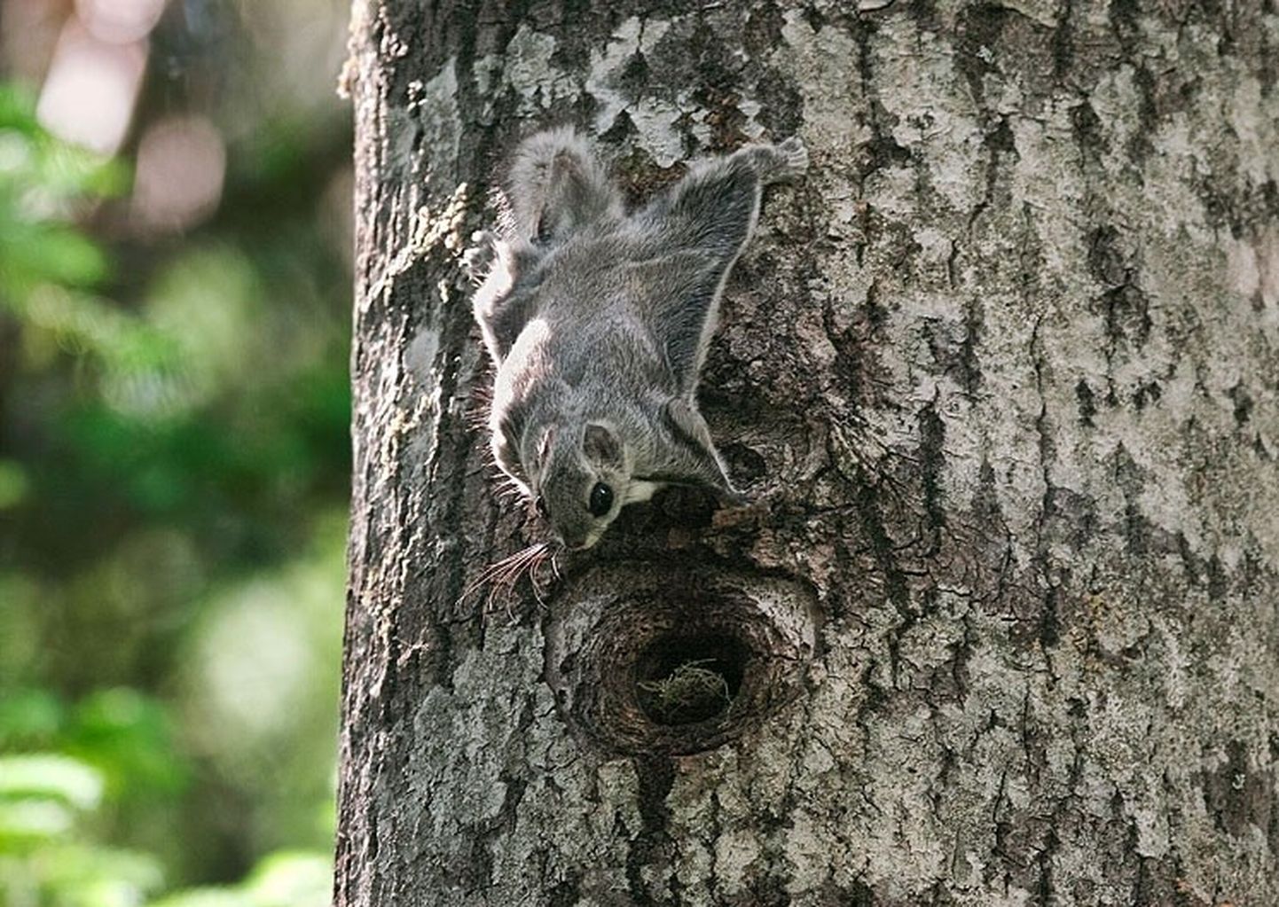 Подходящим для белки-летяги местом обитания служит естественный осиново-смешанный лес старше 50 лет.