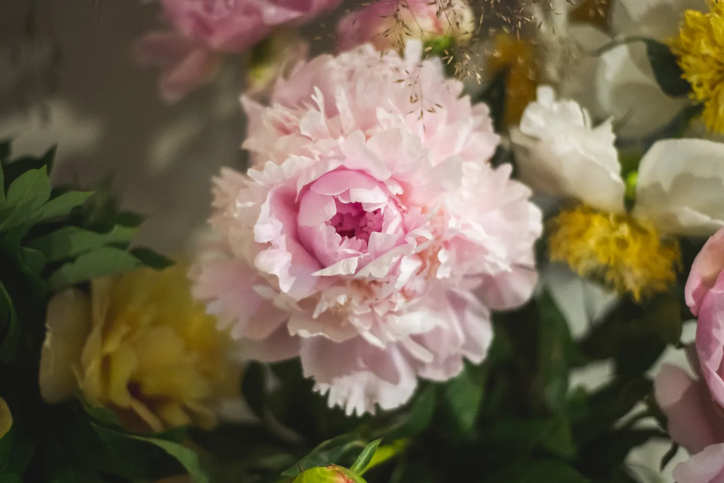 Foto: Atklāta izstāde "Peonijas"