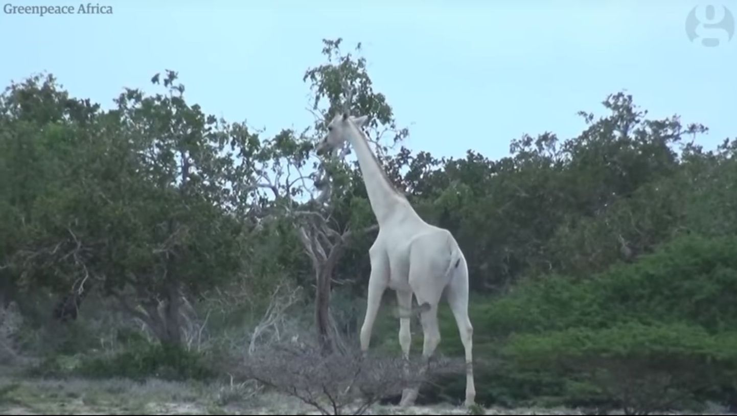 Белый жираф.
