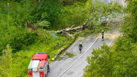 После шторма спасателям пришлось убирать с дорог десятки сломанных деревьев