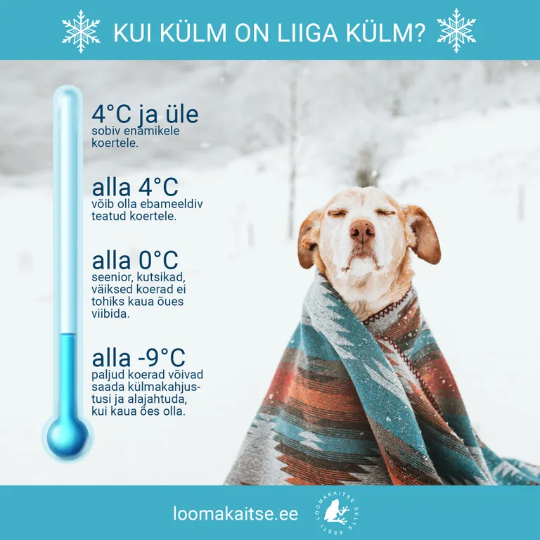 Koera külmataluvus sõltub karvkattest, tõust, suurusest, vanusest ja tervislikust seisundist.